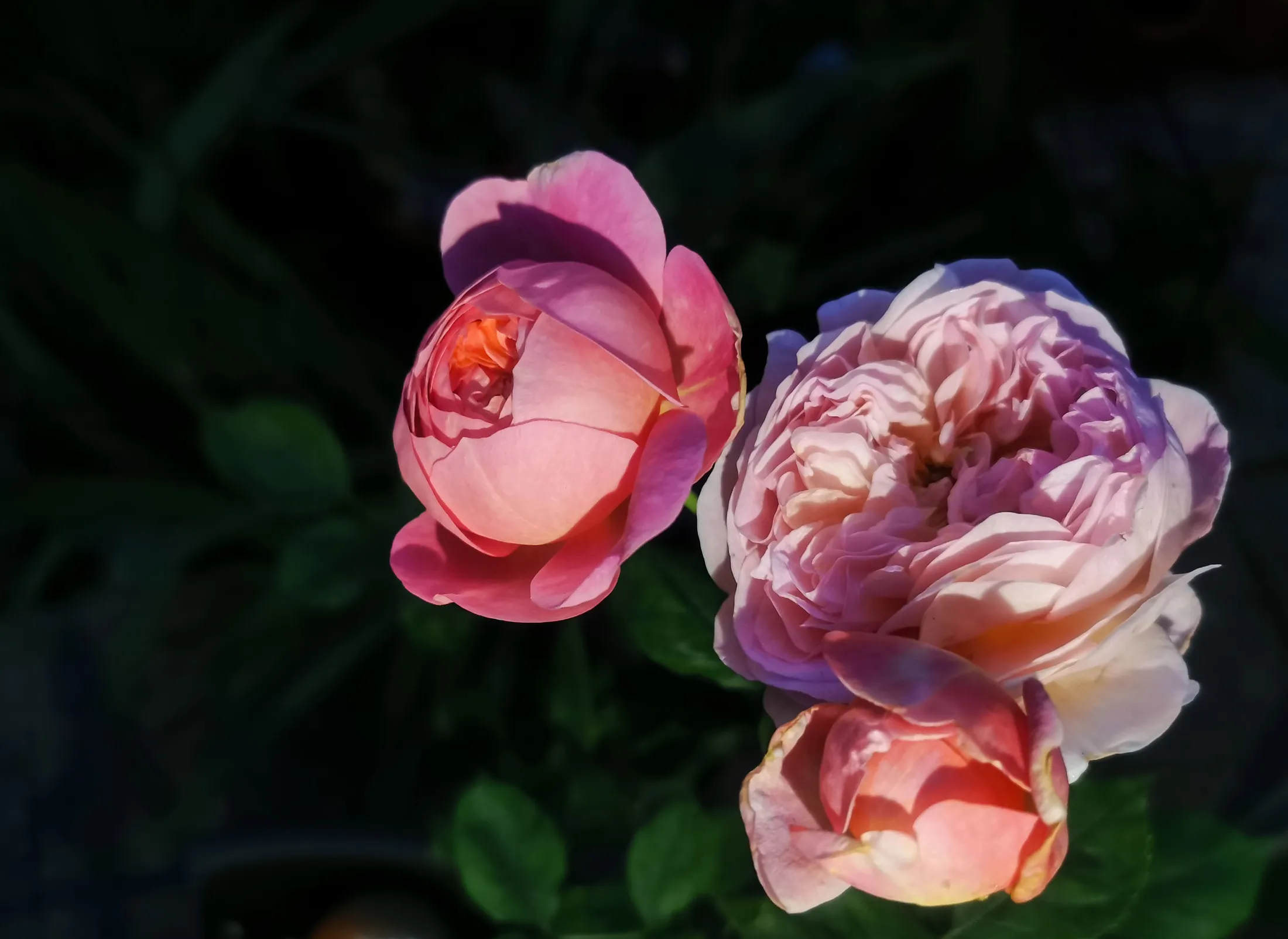 Three english roses