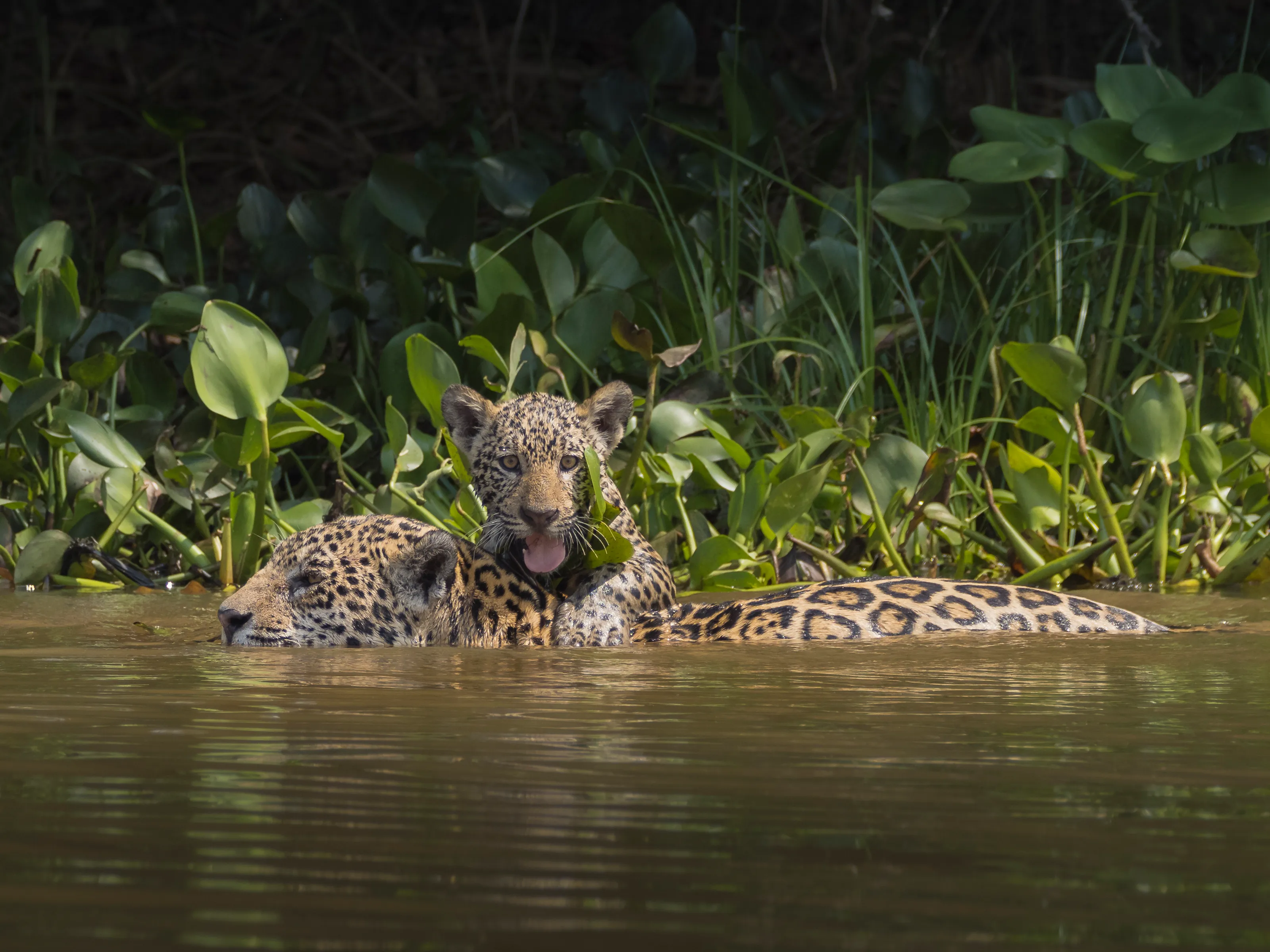 Wildlife of the Pantanal (central South America)