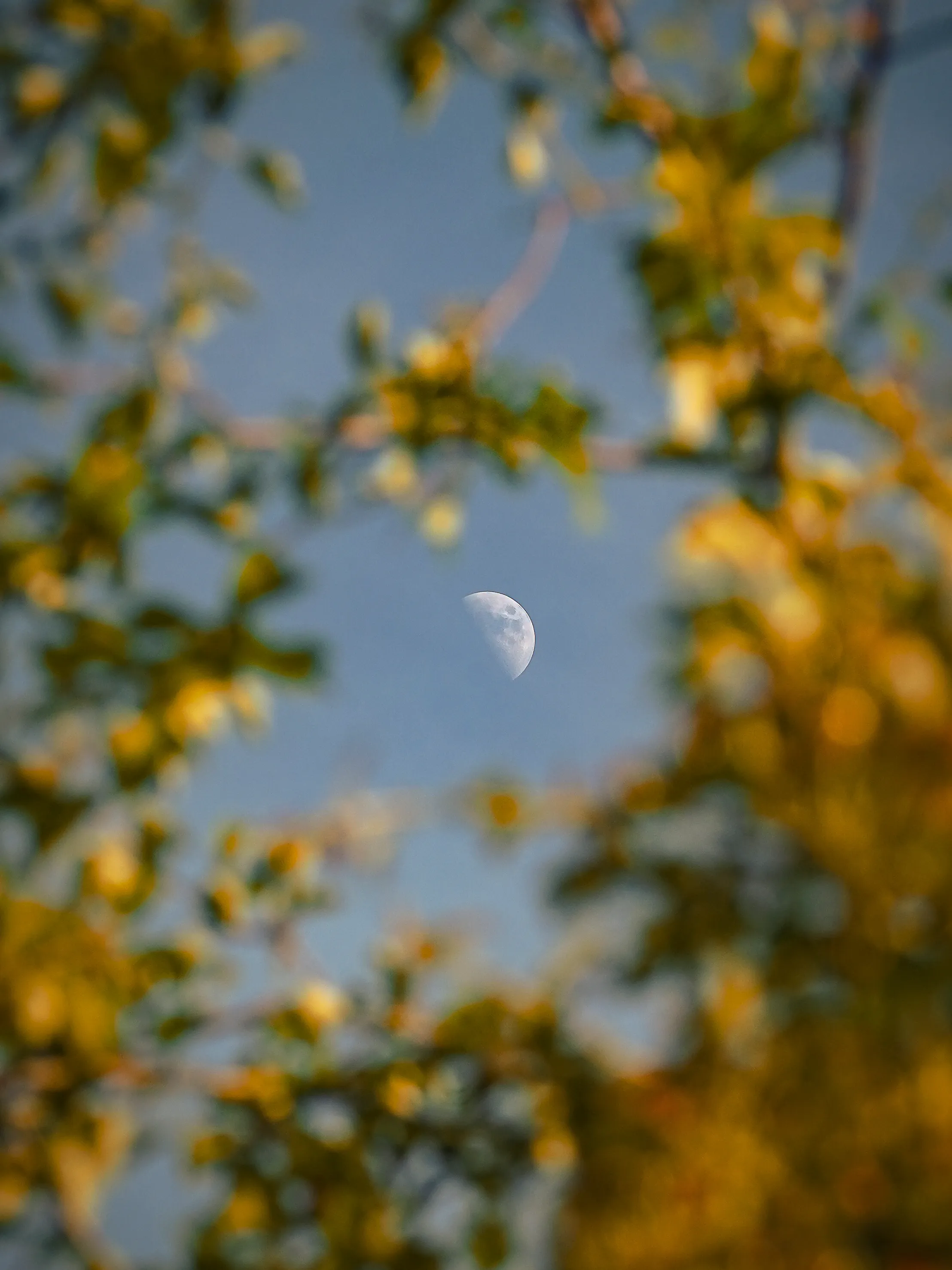 The Moon