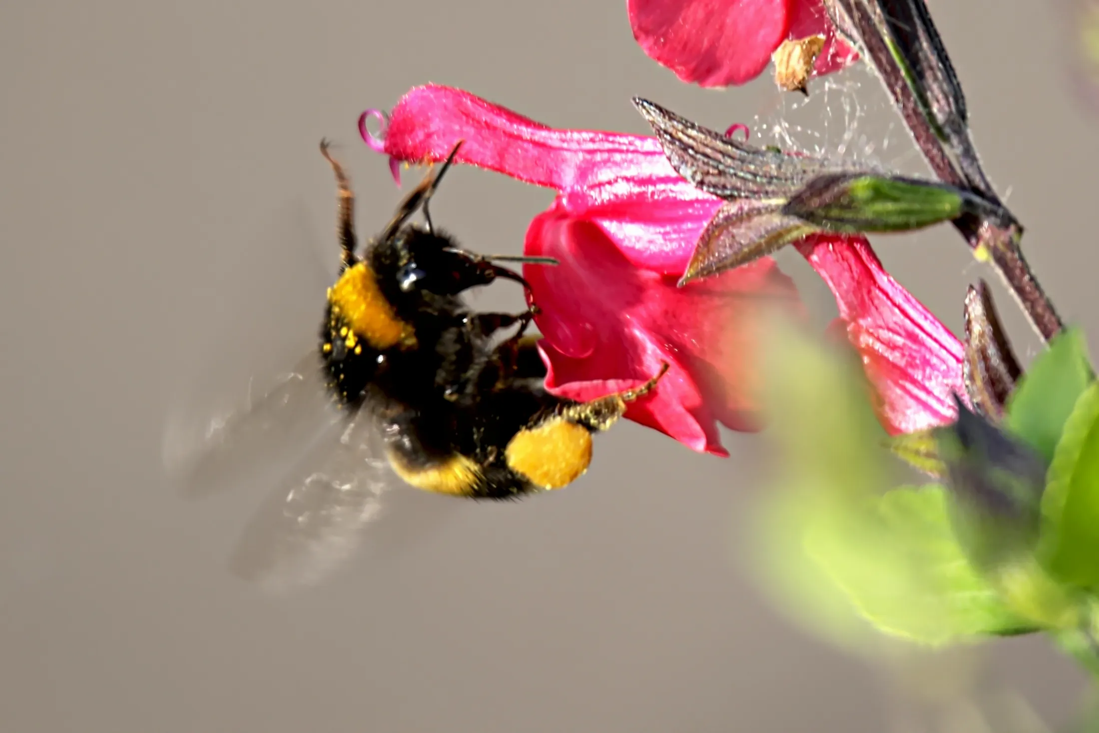 Bumblebee