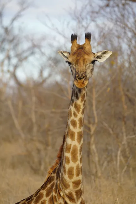 Giraffe
