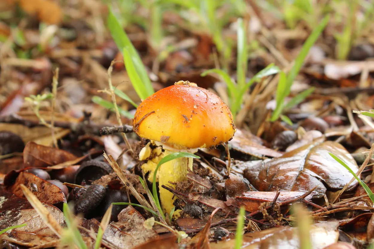 First Emergence