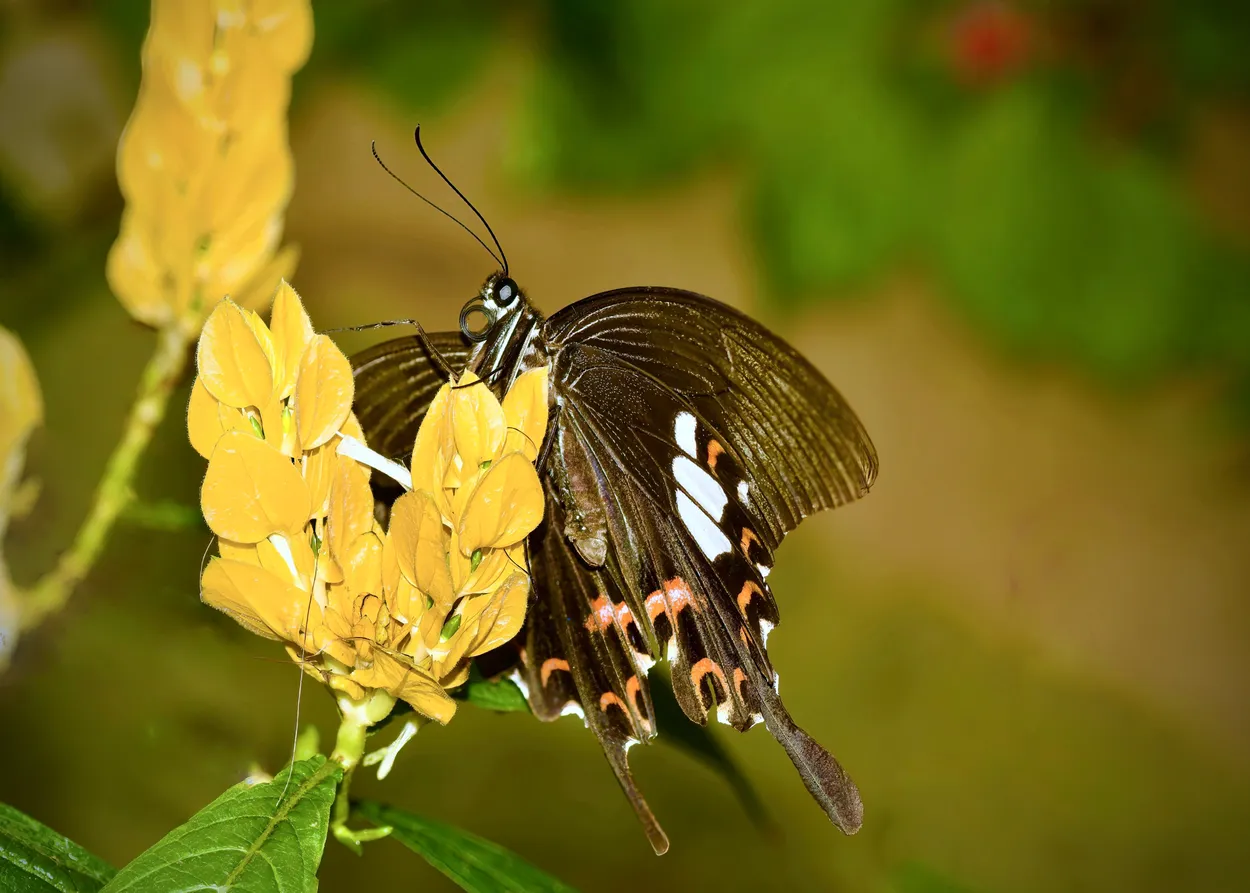 Red Helen  ( Papilio helenus )