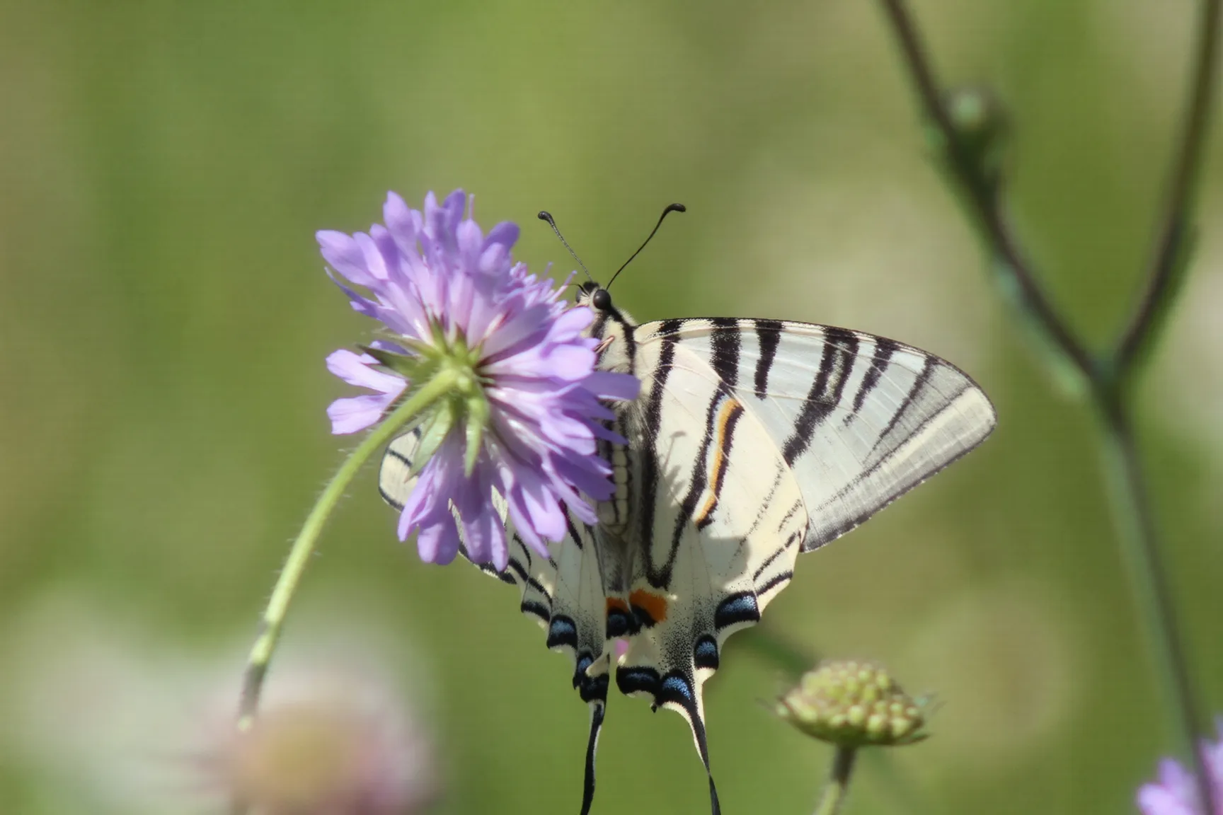 Scarce Swallowtail - (Iphiclides Podalirius)