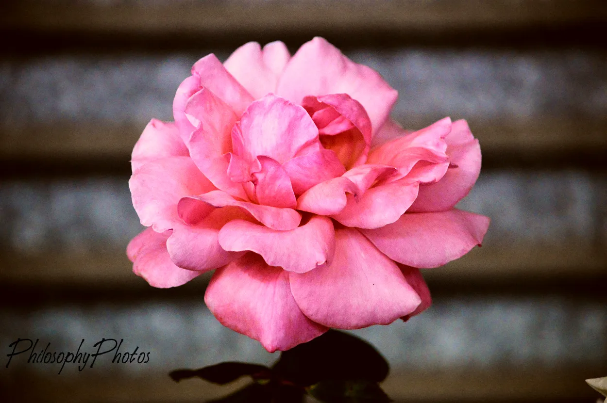 Untitled image