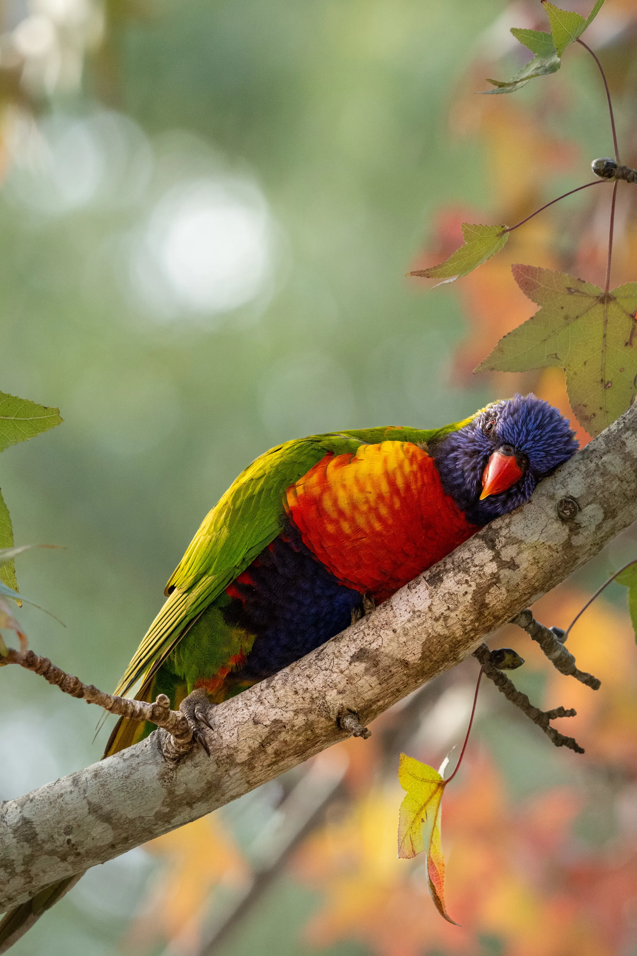 seeking moments with this rainbow lorikeet 🦜