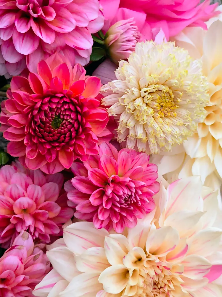 Dahlias in bloom