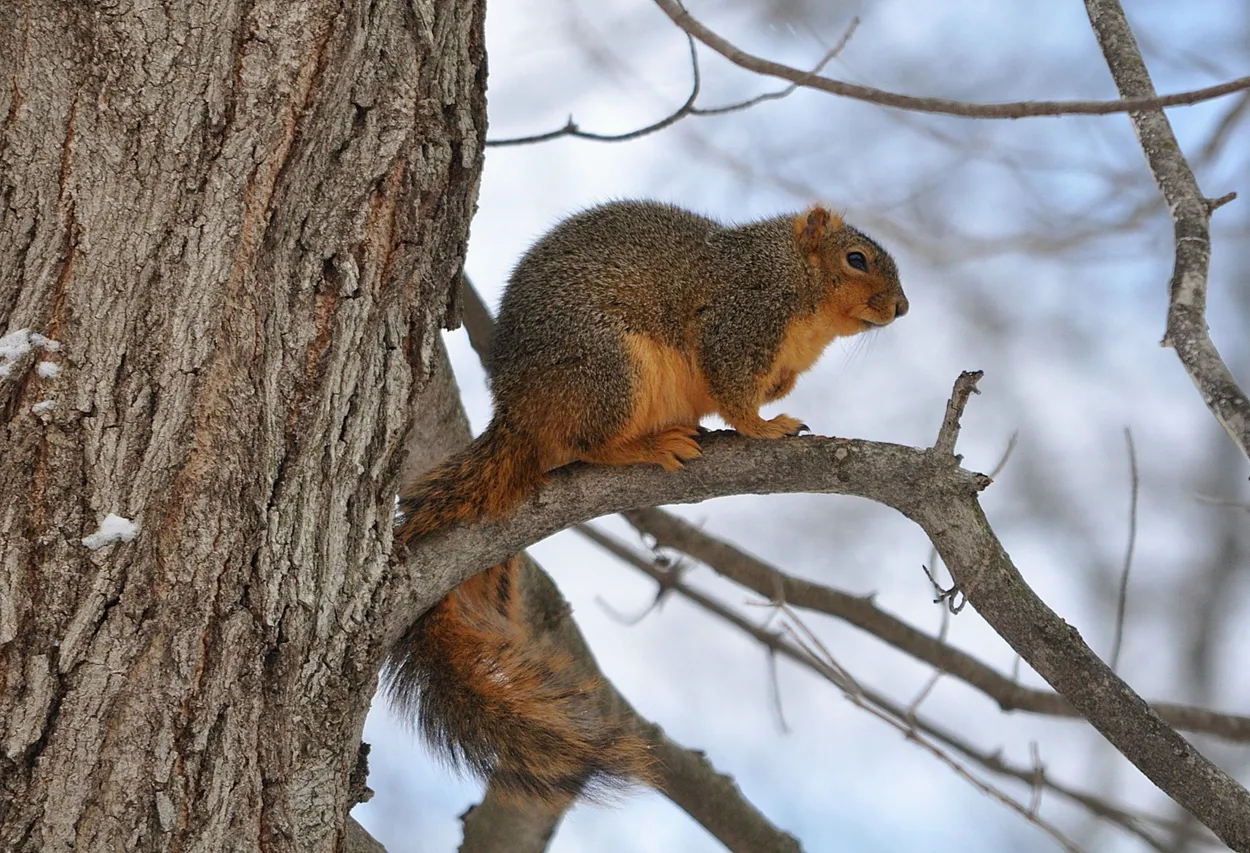 Squirrel on a cold day