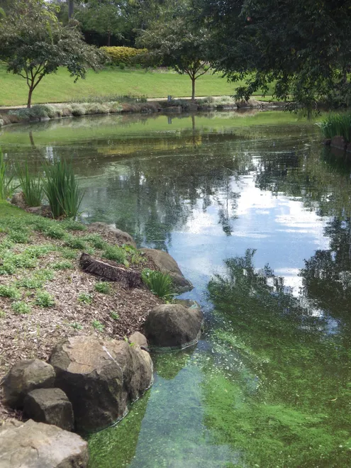 the water's edge