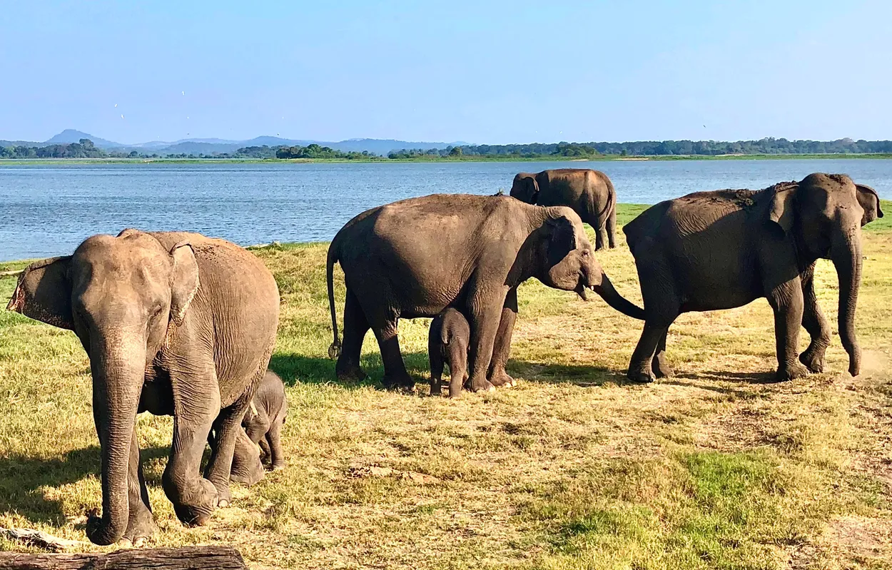 A Herd of Asian Elephants