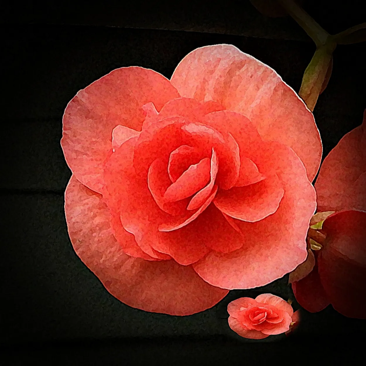 Begonia Twins