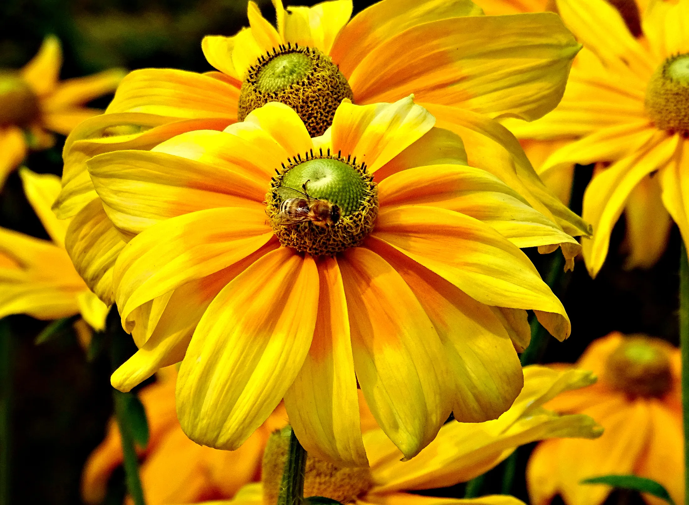 Bee My Yellow Daisy