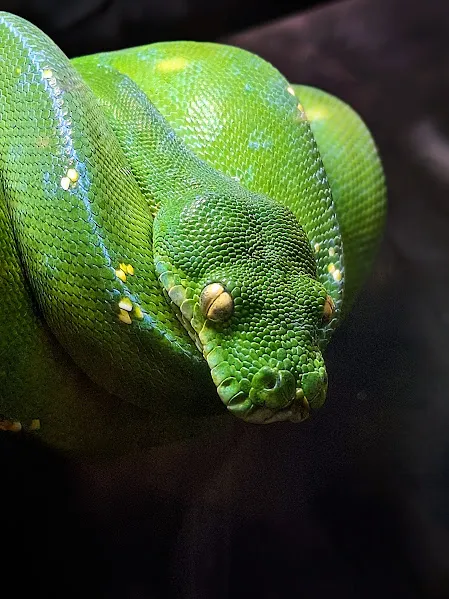 Green Snake