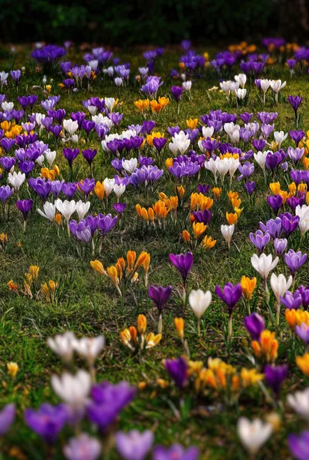Croucus Meadow