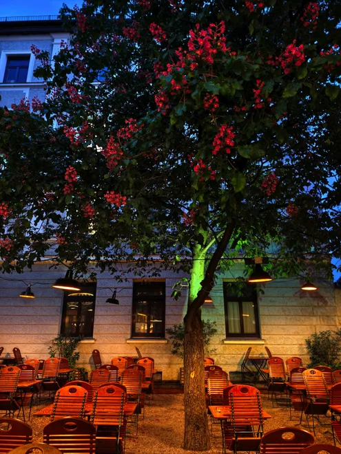 Chestnut Tree in Beer Garden