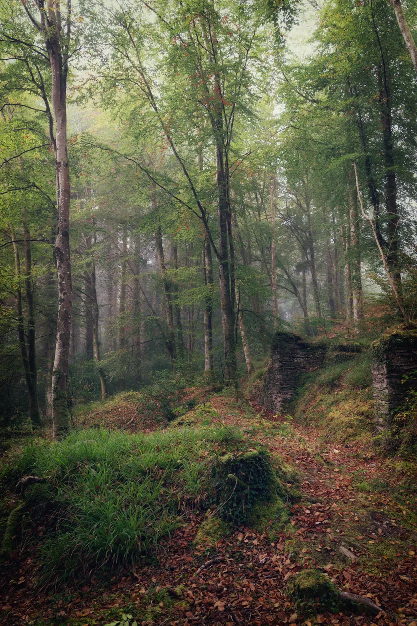 Idless woods autumn cornwall uk