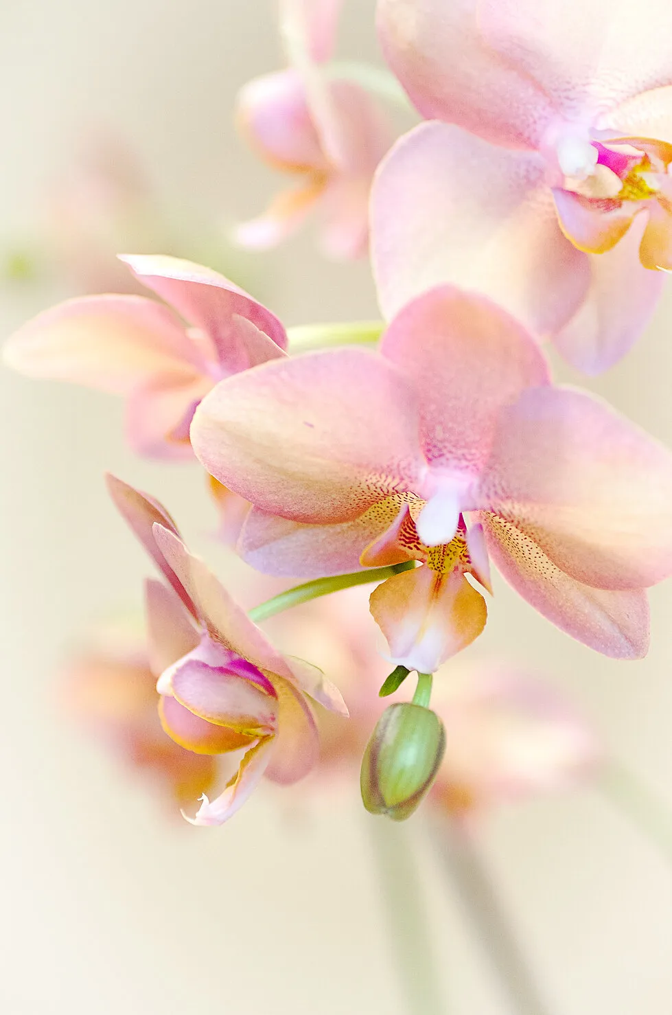 Orchid in my office