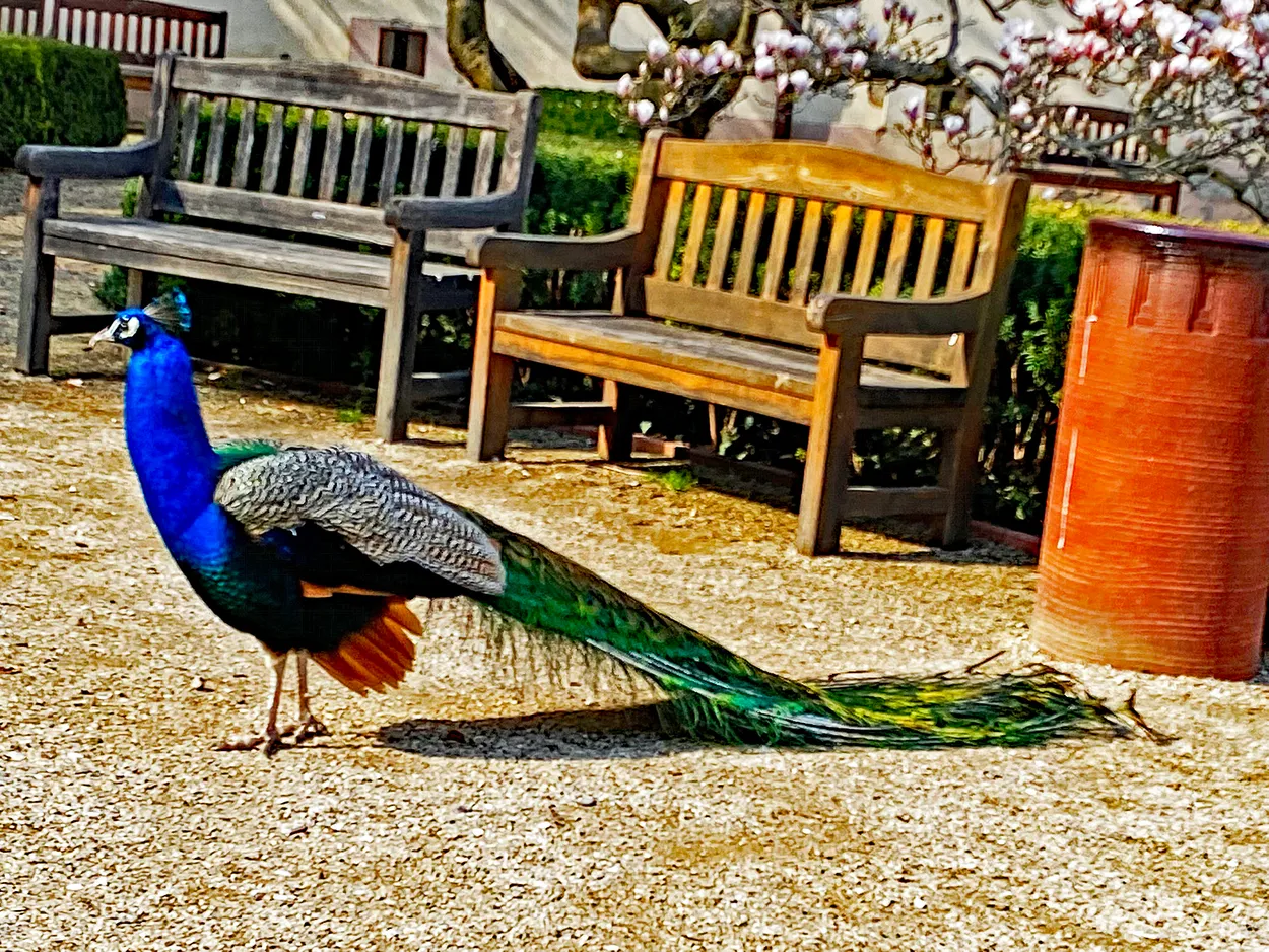 Struttin'