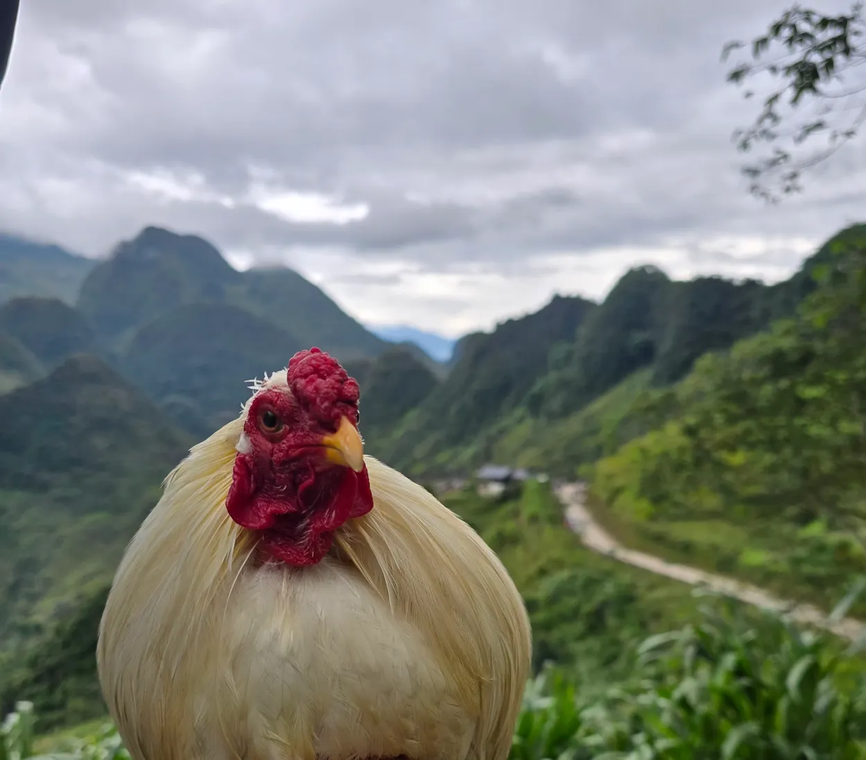 Solo chicken Vietnam