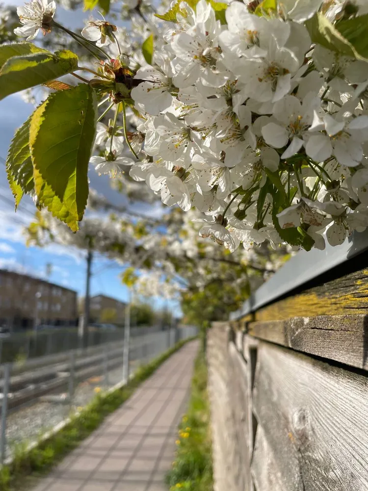 Spring blossoms