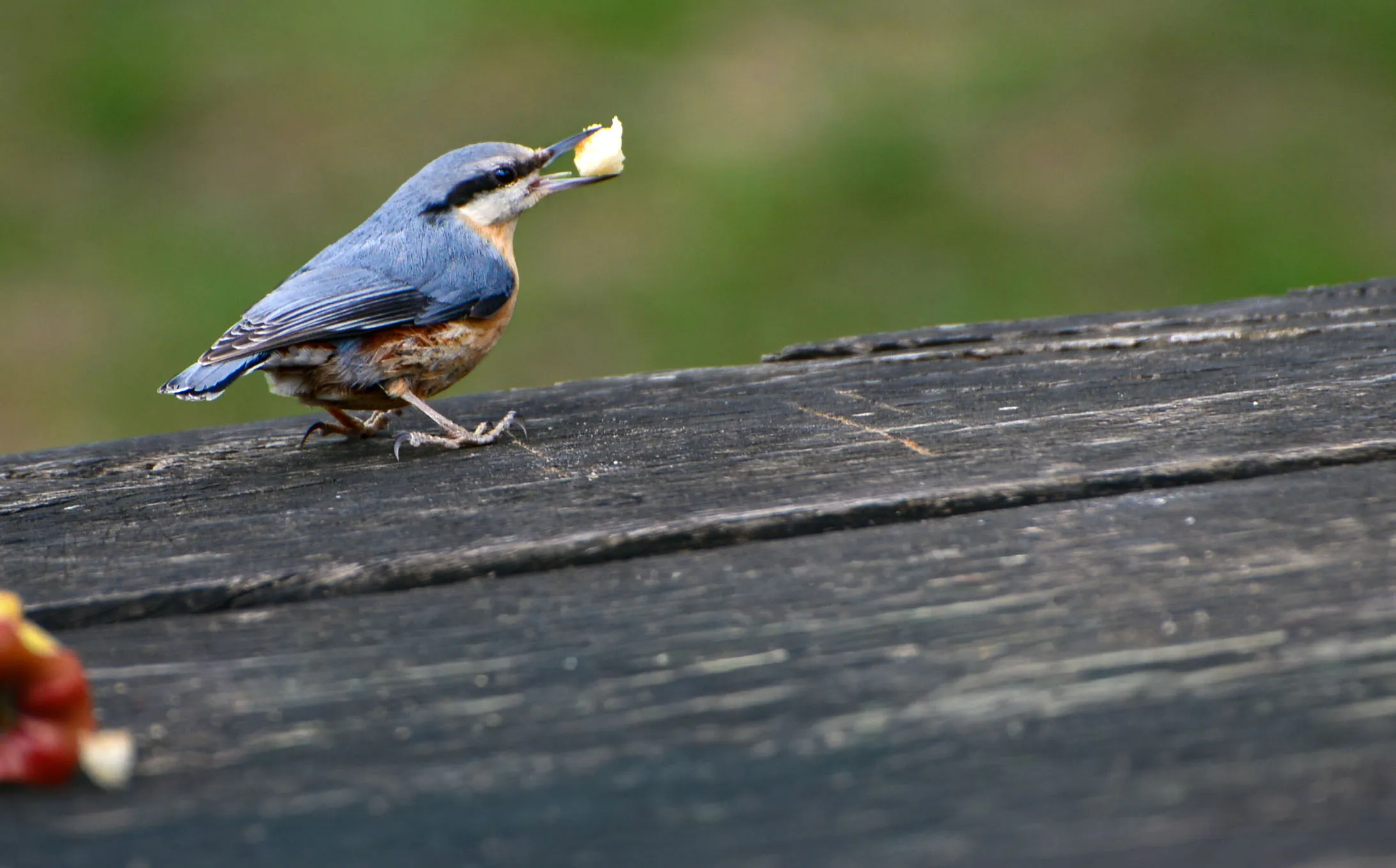 Bird eating