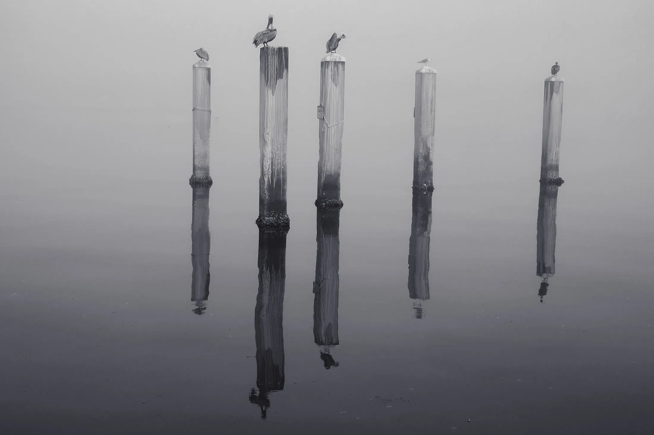 Pelicans
