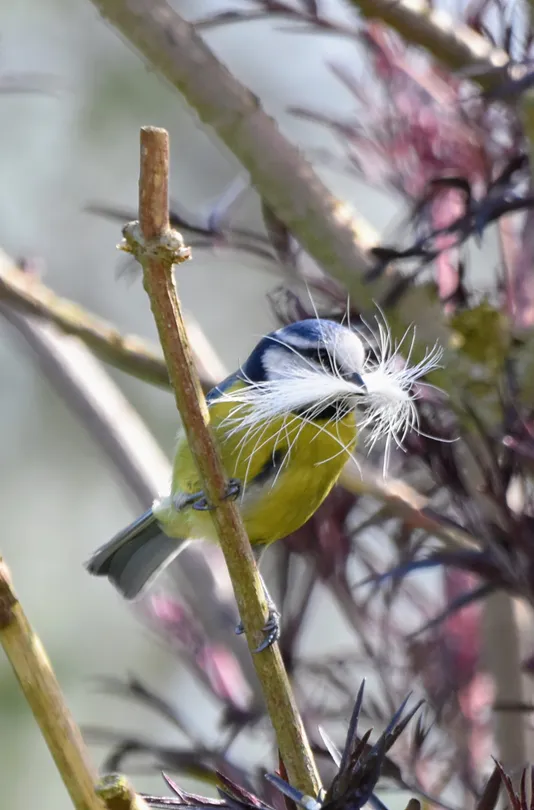 Blue tit nest building