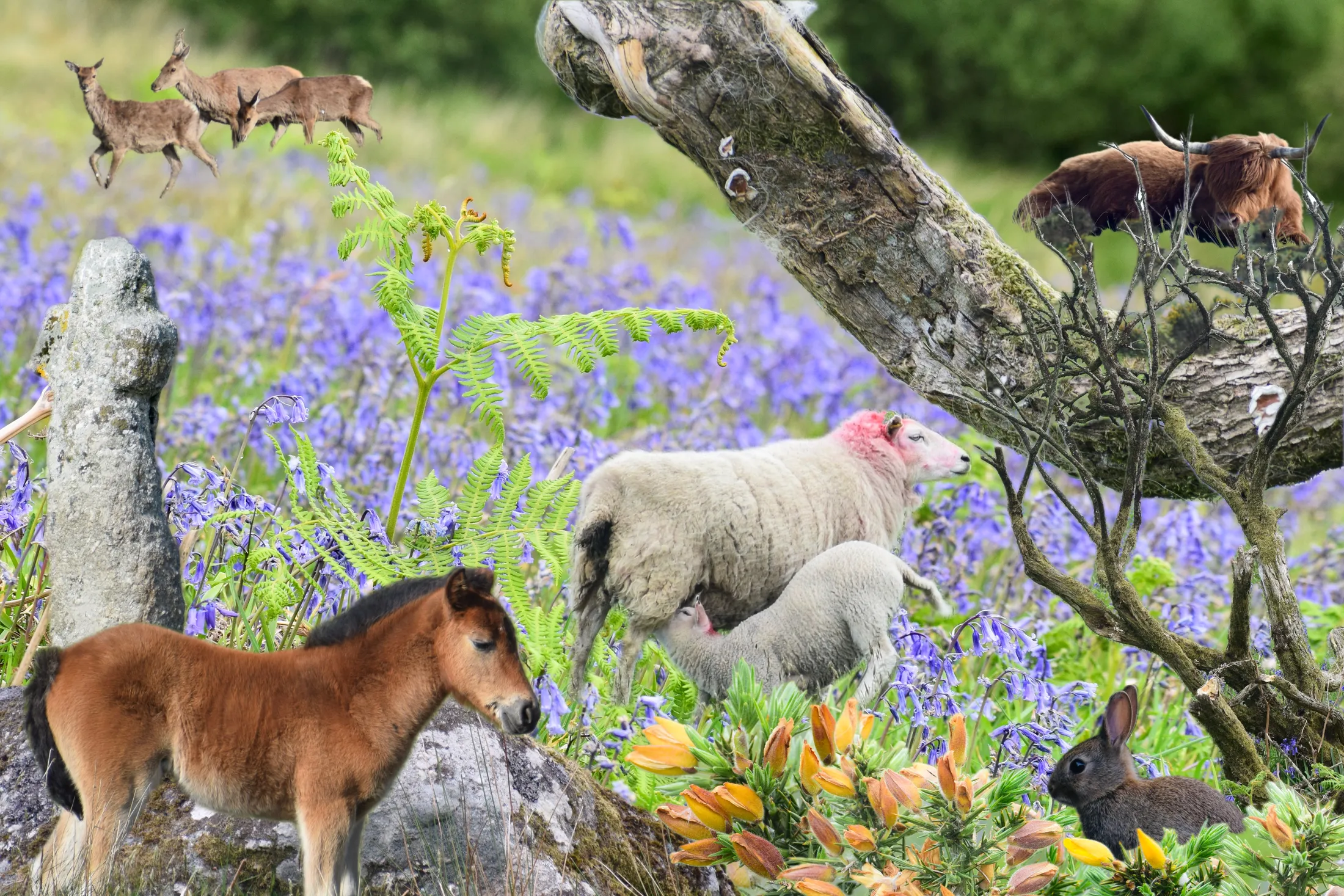 Dartmoor day out highlights