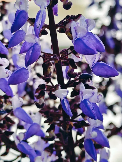 All purple