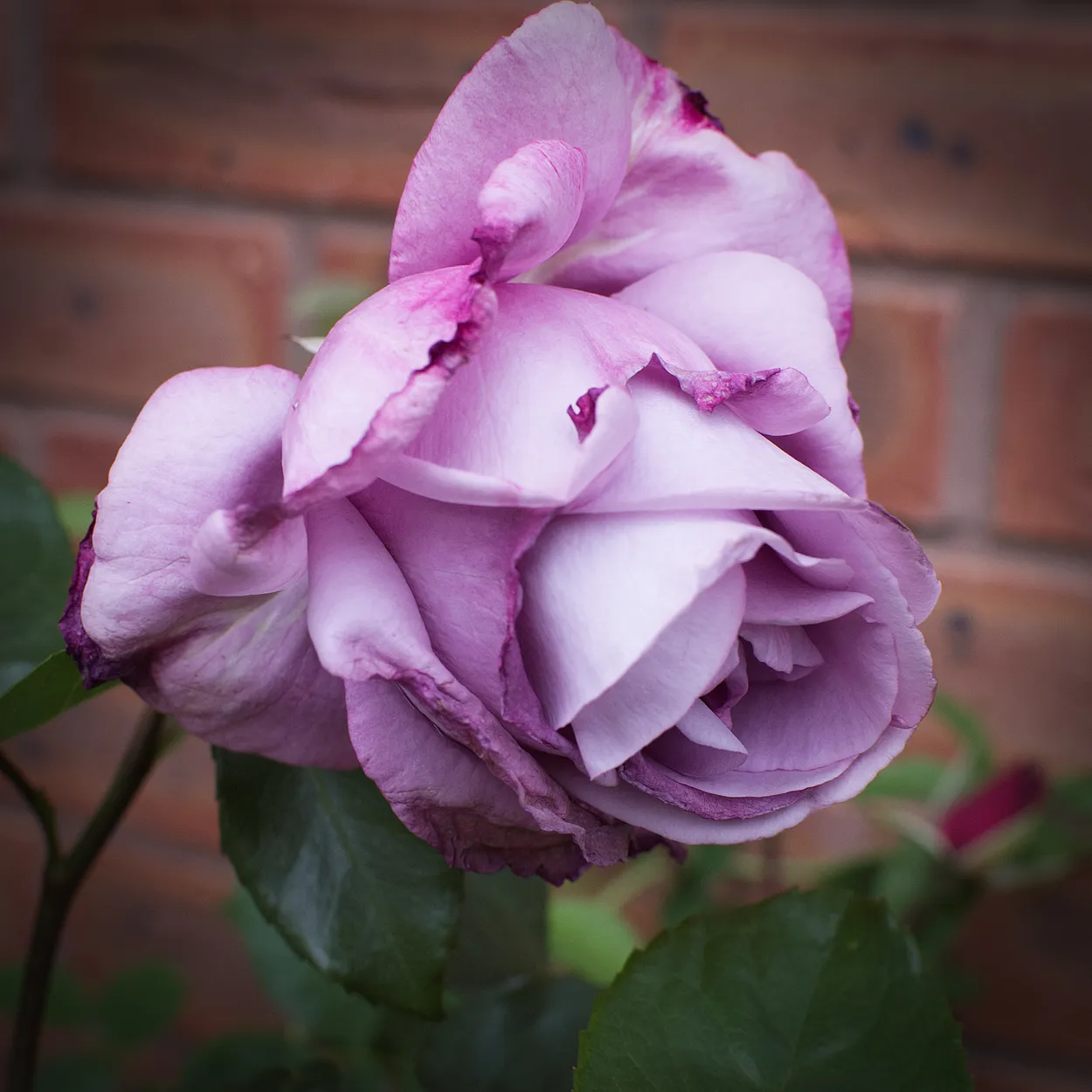 Purple Rose