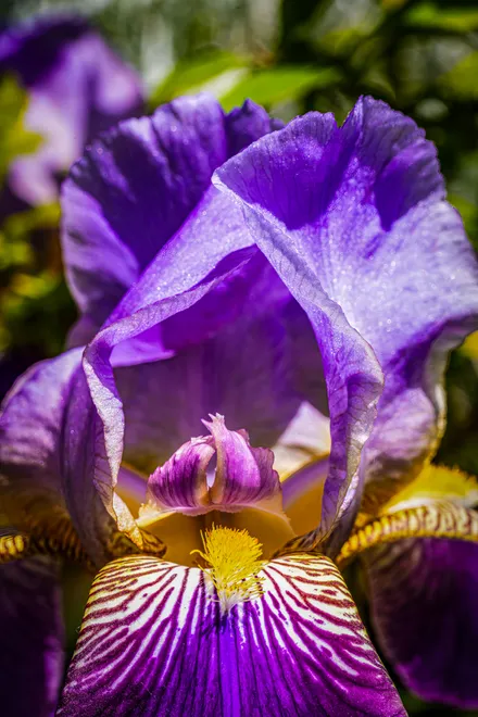 Iris