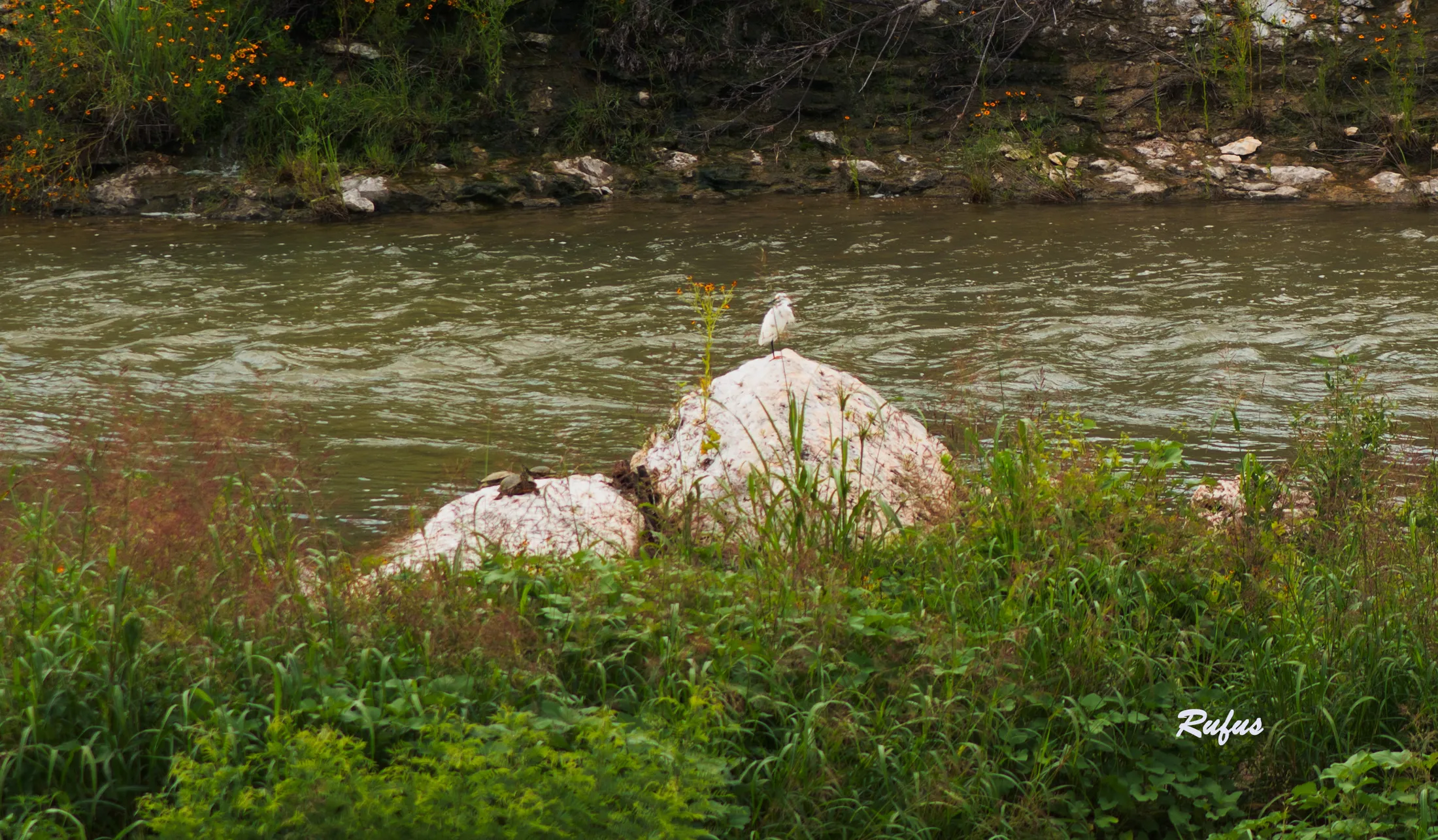 Turtle and Bird