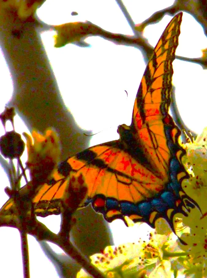 Butterfly and Blossoms