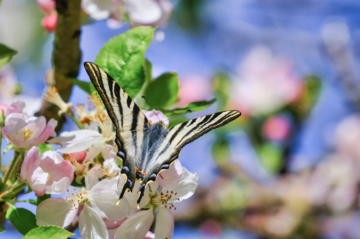 Na Flor da Macieira