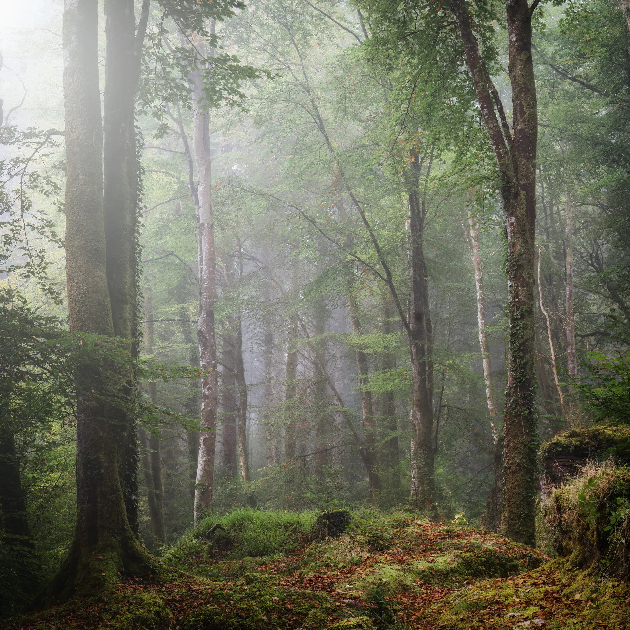 Idless woods autumn cornwall uk with ruins square crop Cornwall UK