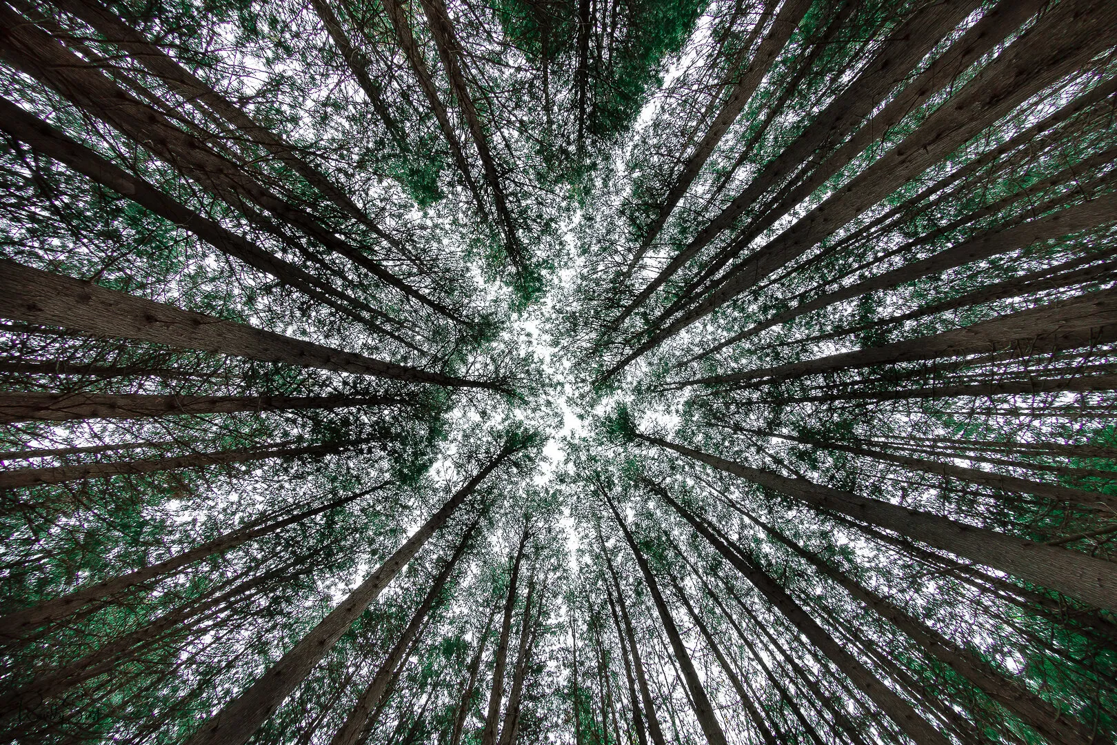 looking up