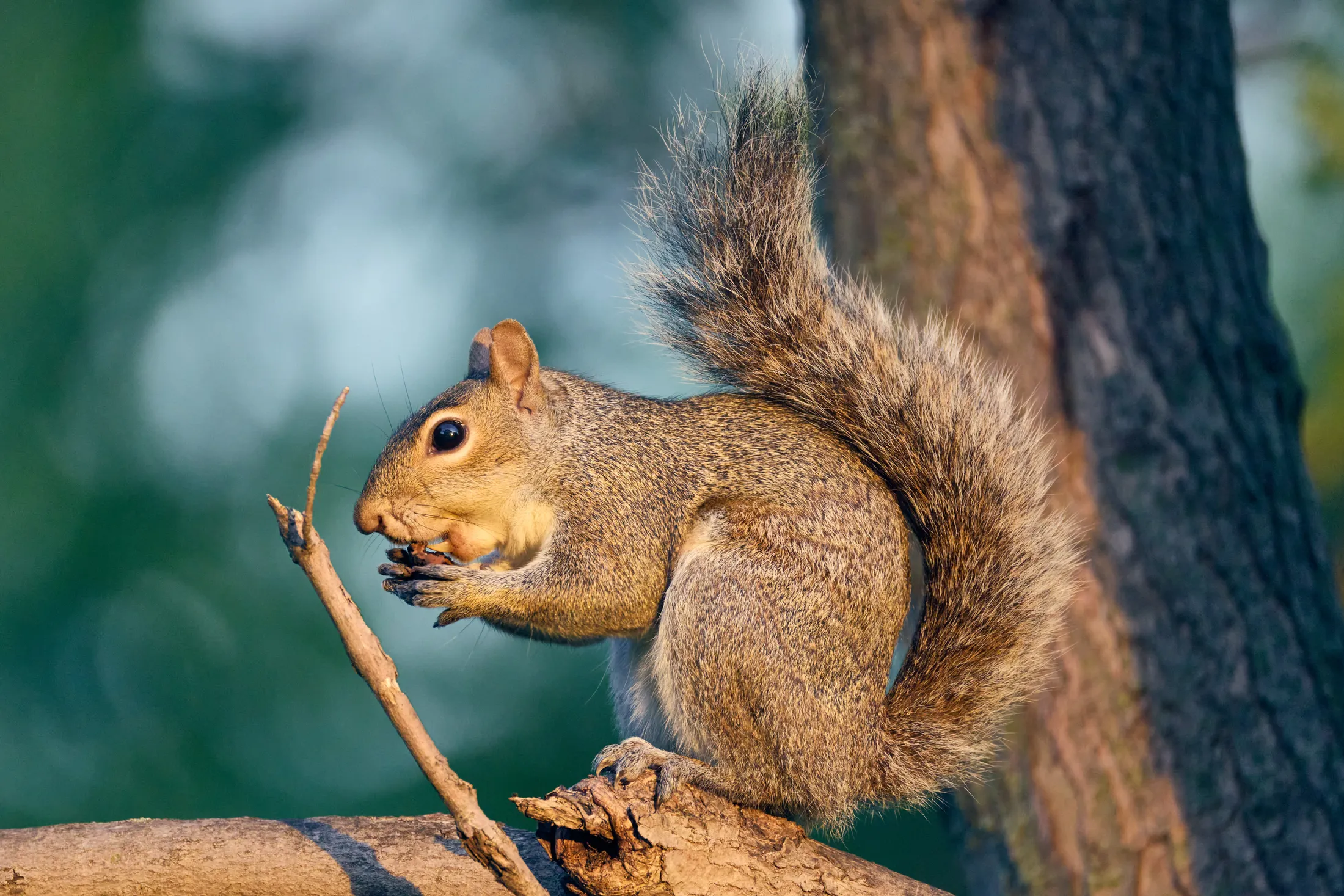 Sunset squirrel