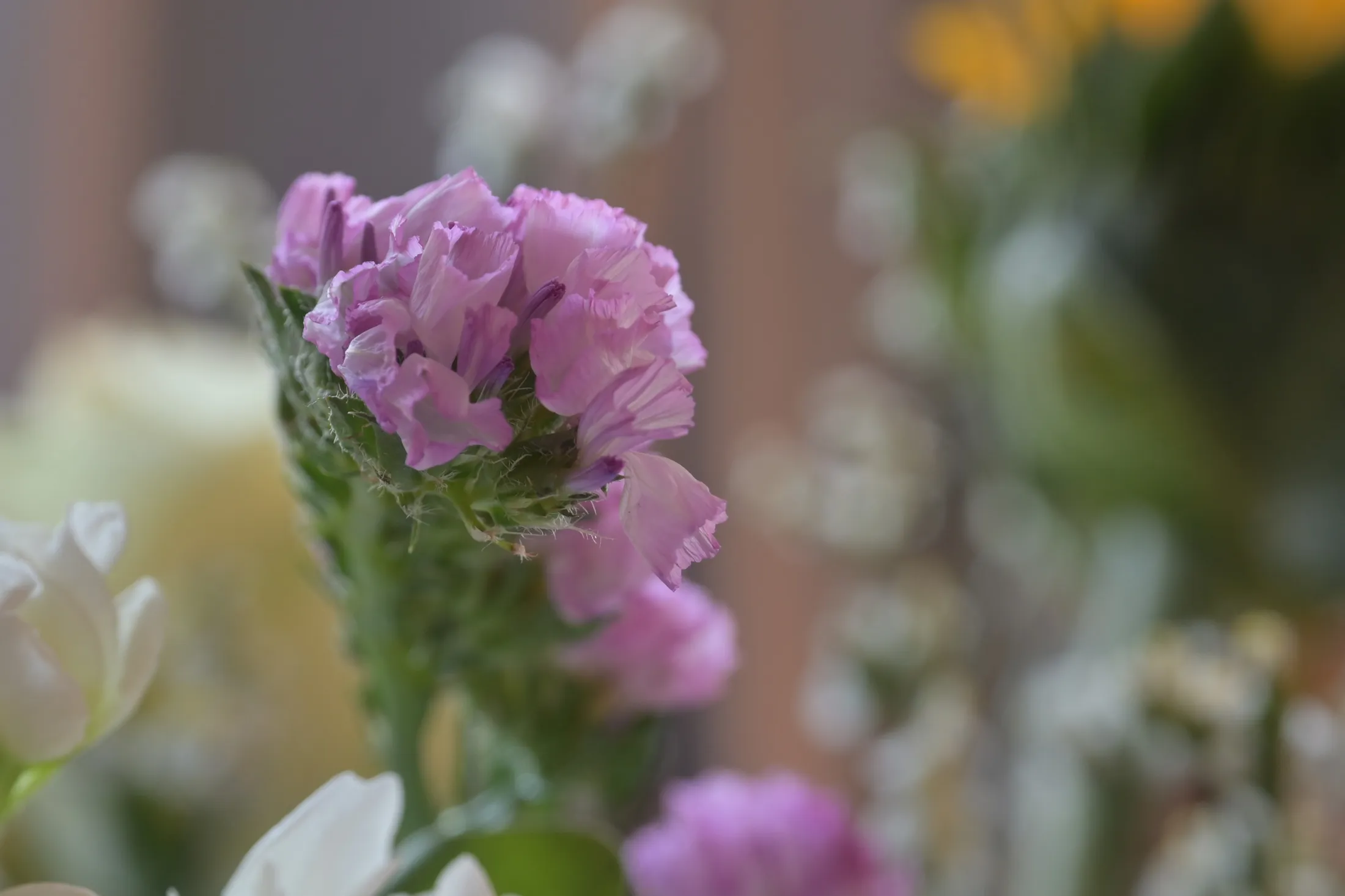 Purple Flower.