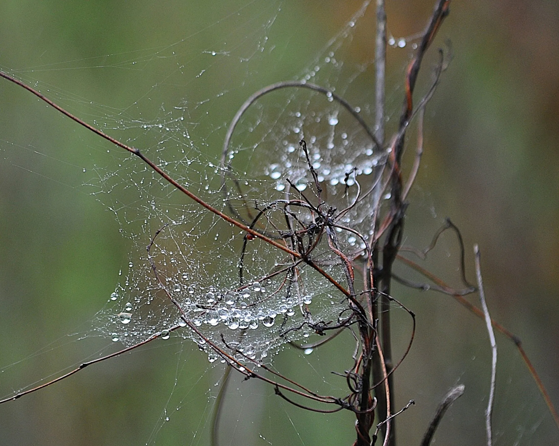 Spider web