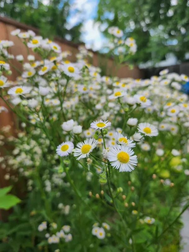 Daisyland