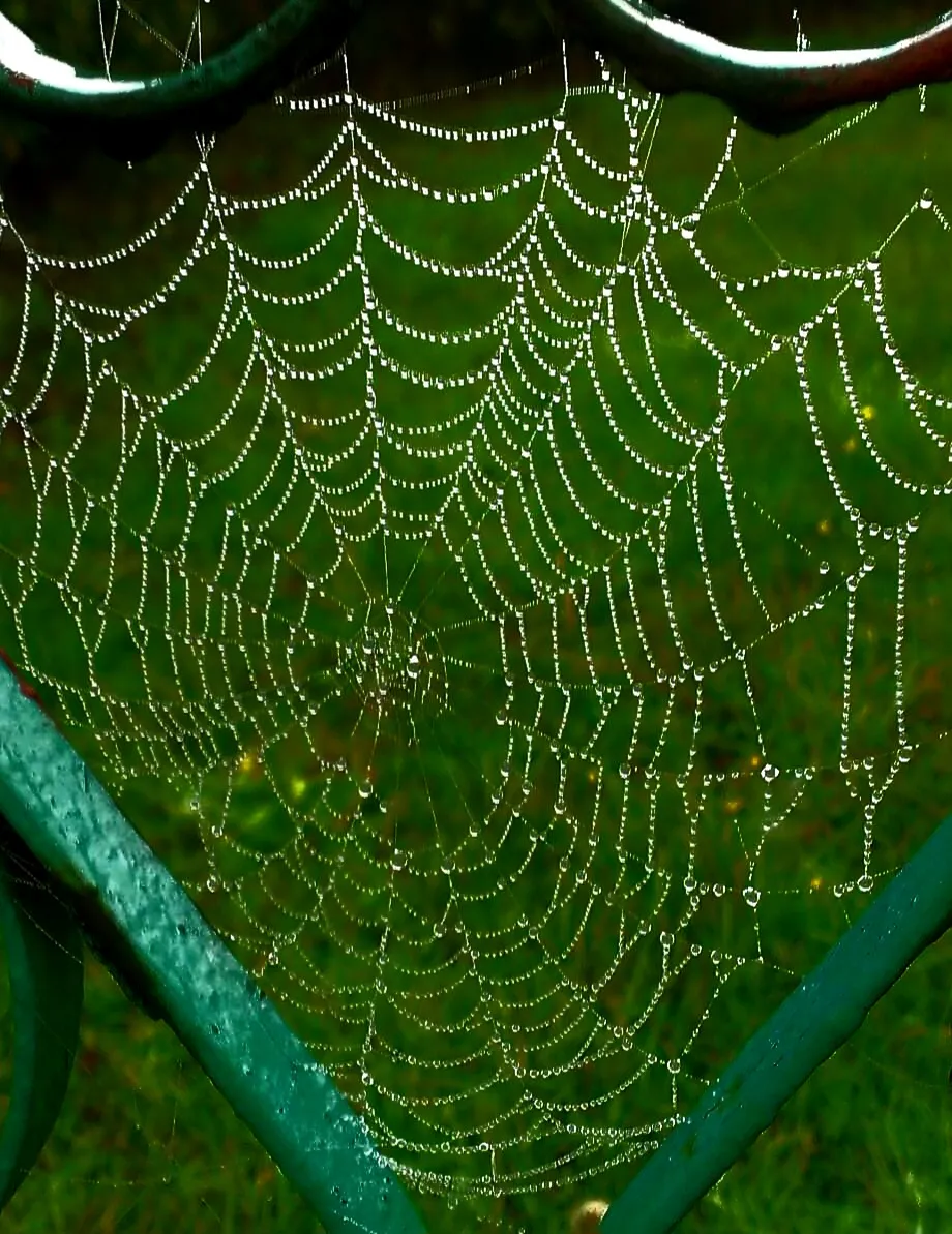 Rain drops