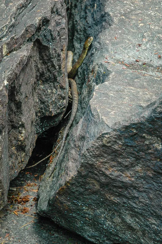 Snake Between Rocks