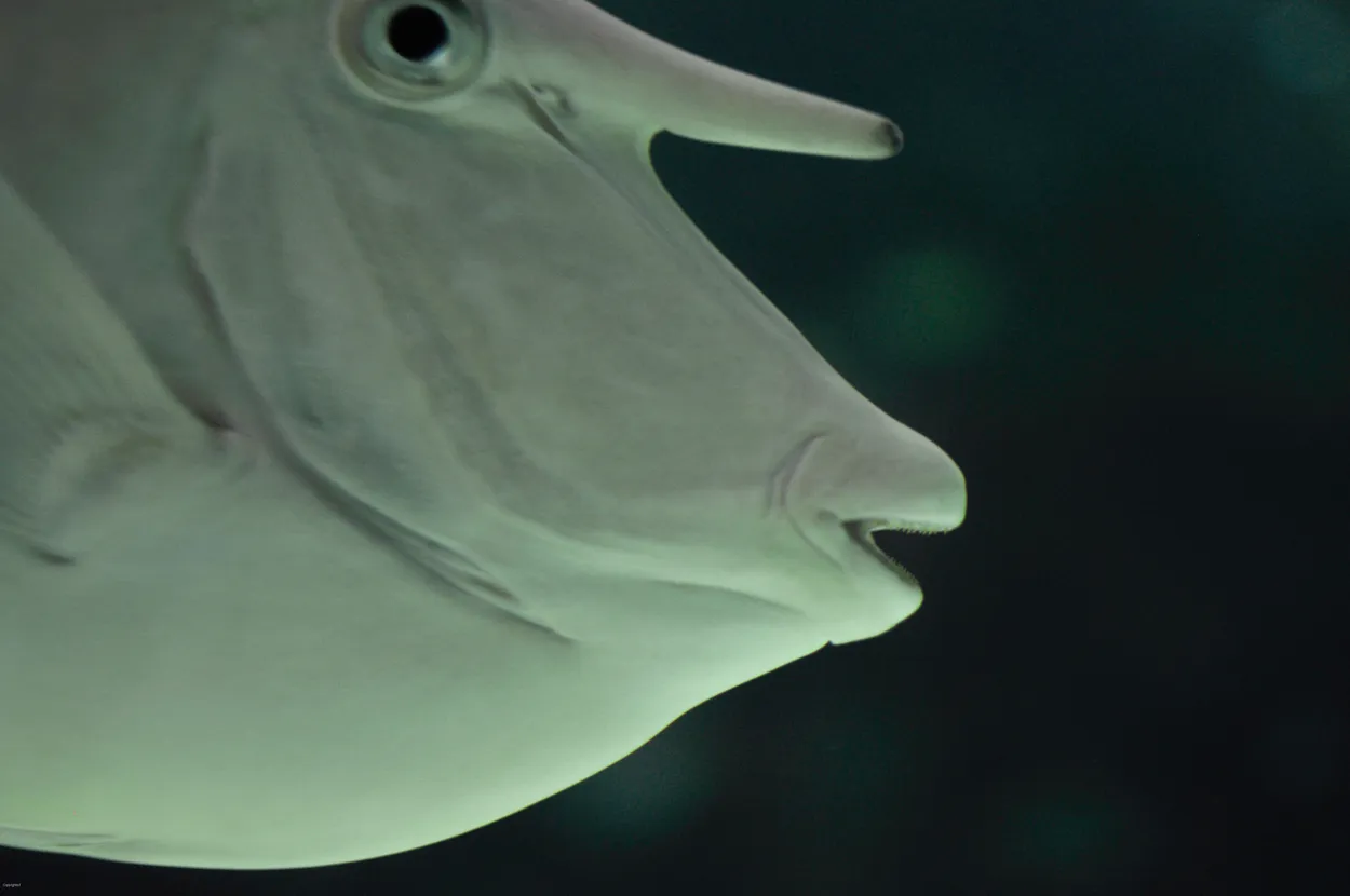 Unicorn Fish