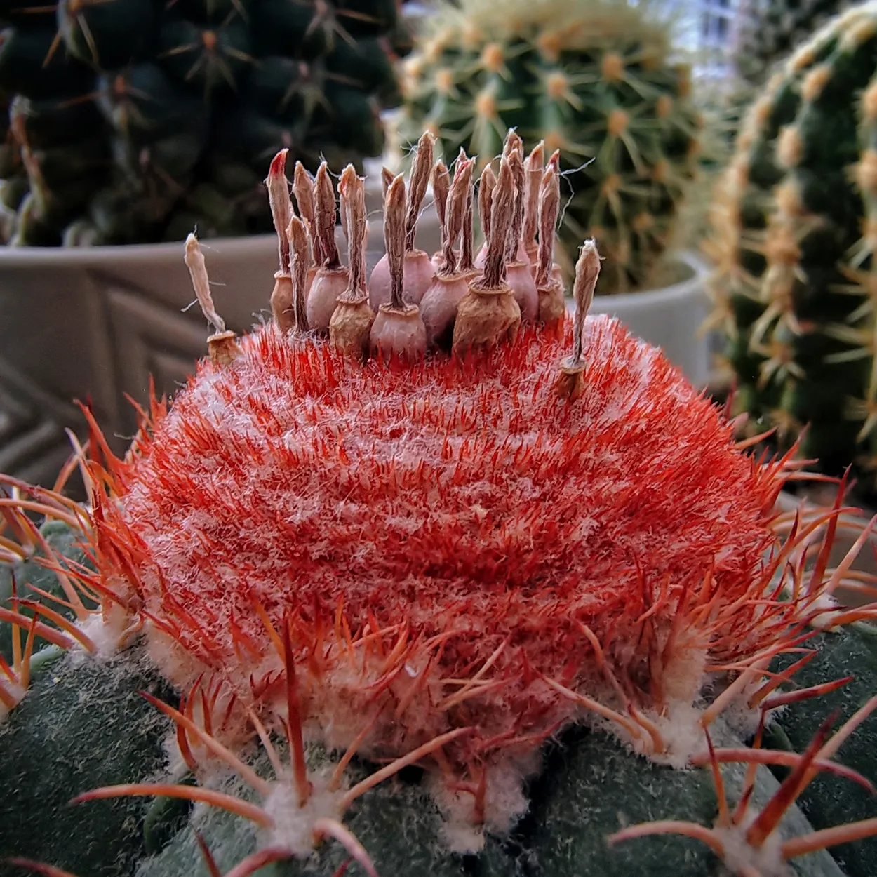 Cactus