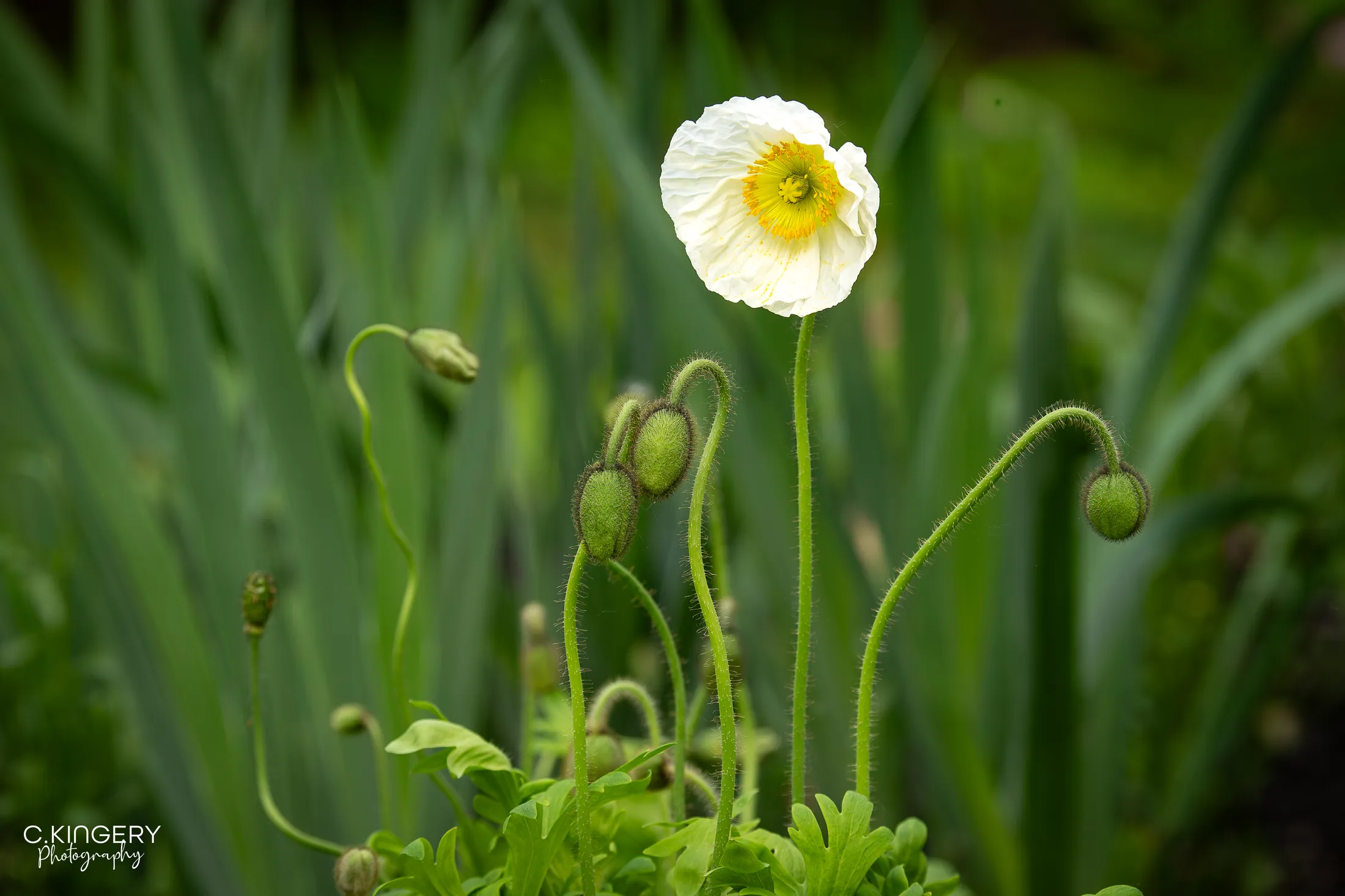 White Icelandic Poppy