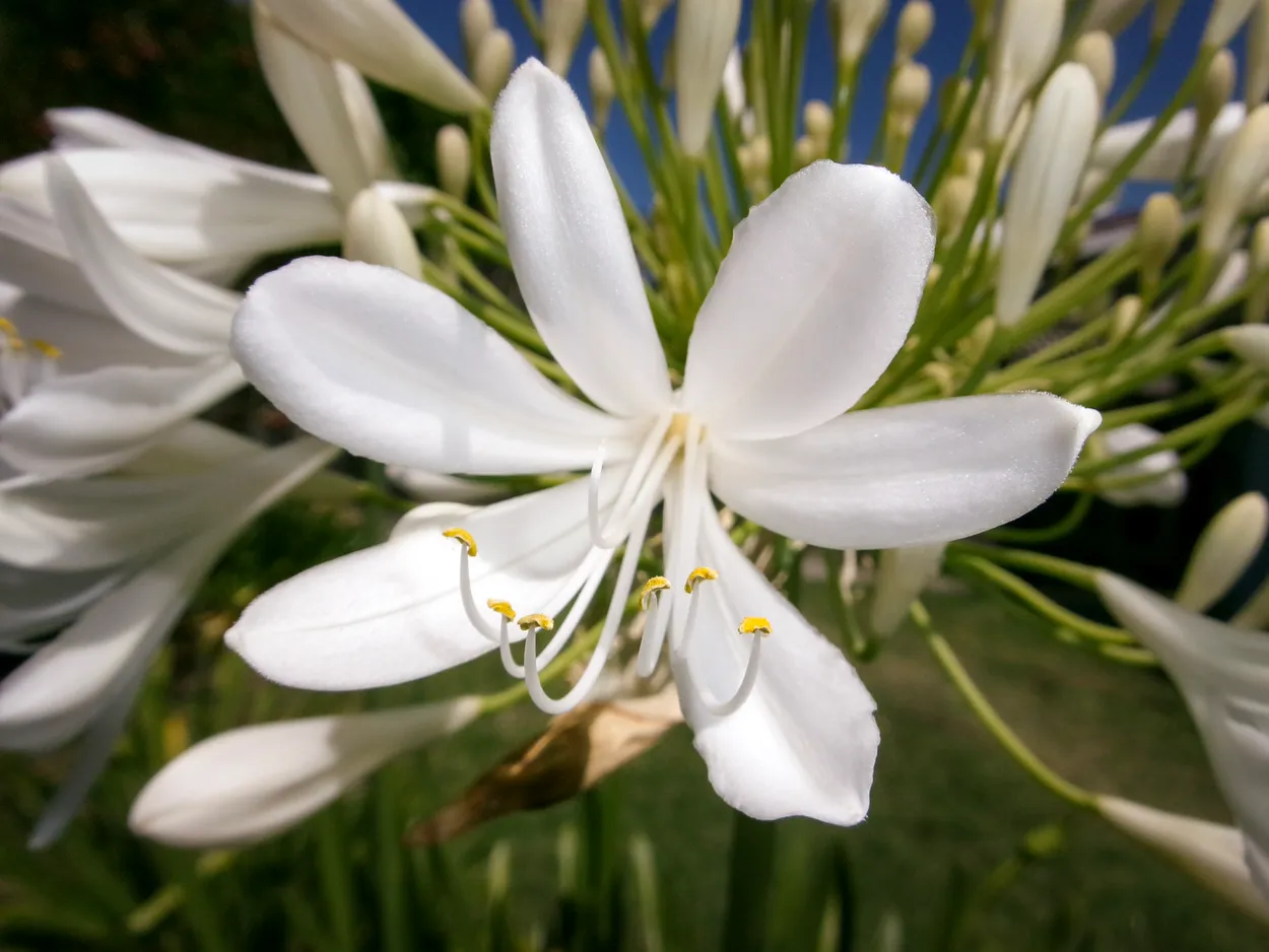 White Agapanthus