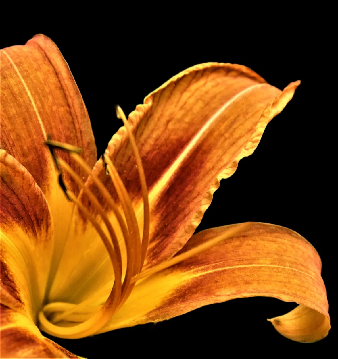 Orange Lily