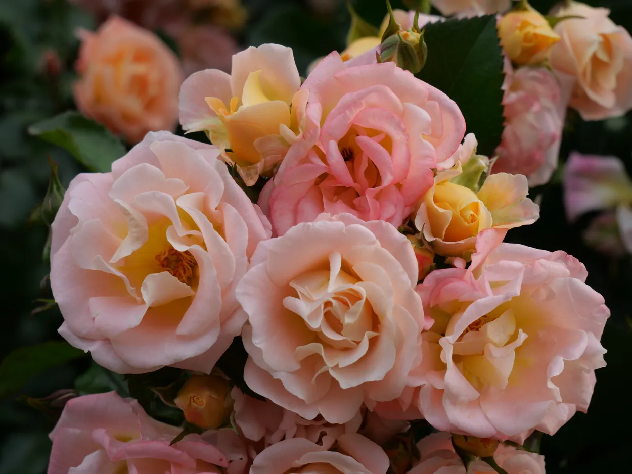 Roses