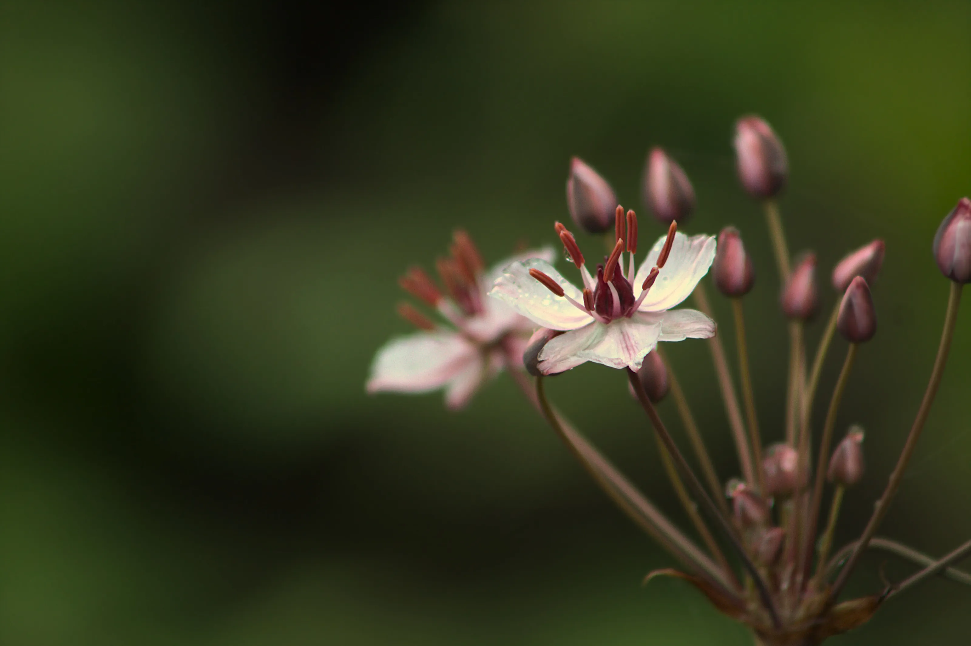 Flowering Rush
