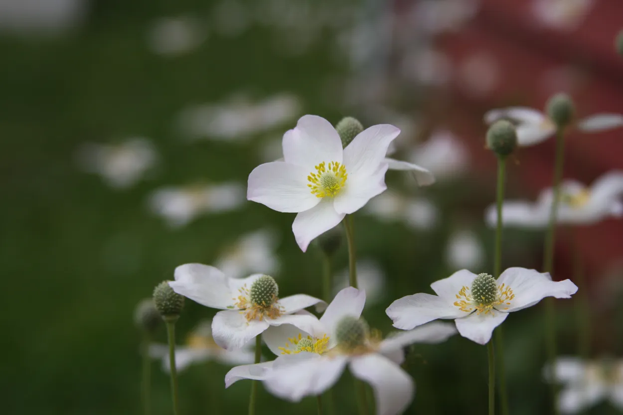 White Creeping Phlox